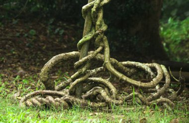 Garip ağaç köklerinin portreleri