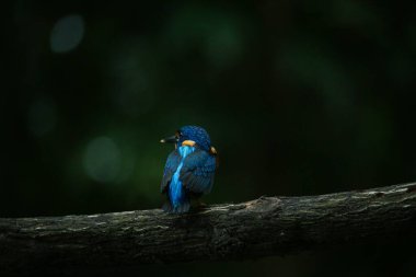 Ahşap renkli kırlangıç kuşu, parlak mavi ve mor tüyleri ile ahşap bir çite tünemiş, yumuşak yeşil bir arka planı var.