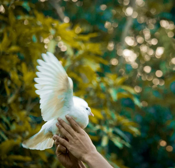 Belo Pombo Branco Que Está Nas Mãos Povo — Fotografia de Stock
