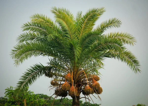 Bangladeş Bir Palmiye Ağacında Tarihler — Stok fotoğraf