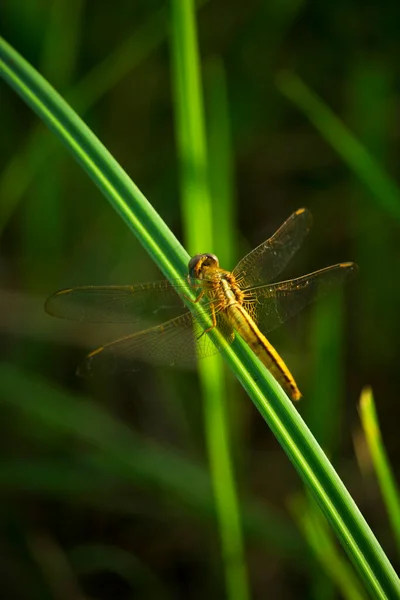 Dragonfly Flower Macro View Dragonfly Profile Dragonfly Macro View Dragonfl — Stock Photo, Image