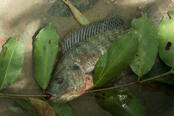 緑のティラピア魚獲物をキャッチ — ストック写真