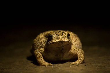 kahverengi kurbağa portresi.