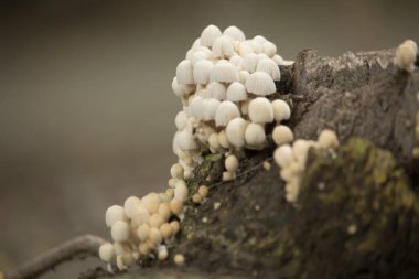 Yerde güzel mantarlar var.