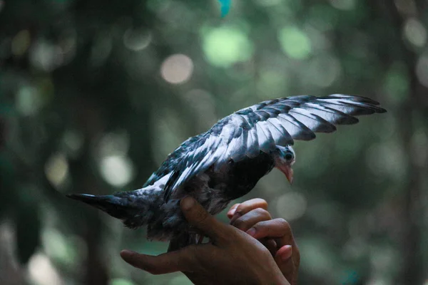 Güzel Bir Yavru Güvercin Portresi — Stok fotoğraf