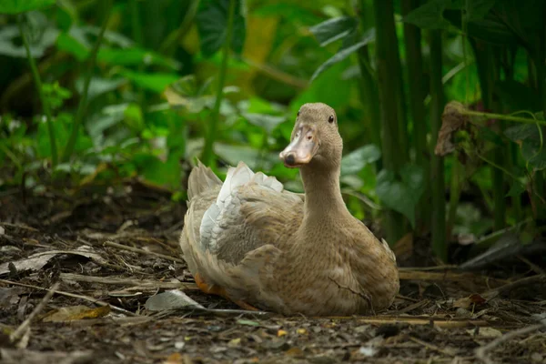 Beautiful Brown Duck Laying Its Eggs Forest — Stock Photo, Image