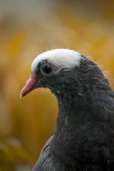 Las Palomas Están Mirando Cámara Manera Interesante — Foto de Stock