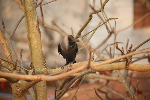 Чорна Ворона Сидить Гілці Мигдалевого Дерева — стокове фото