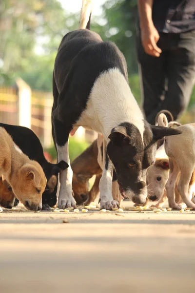 Dogs and puppies are eating food.