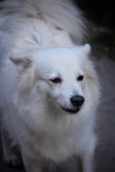 Ritratto Bellissimo Cane Bianco — Foto Stock