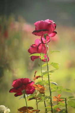 Kırmızı gül çiçeğinin portresi.
