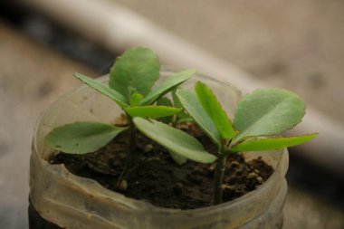 Patharkuchi ağaç fidanlarının portresi.