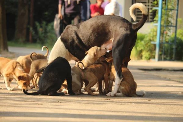 Куча Щенков Собаке — стоковое фото