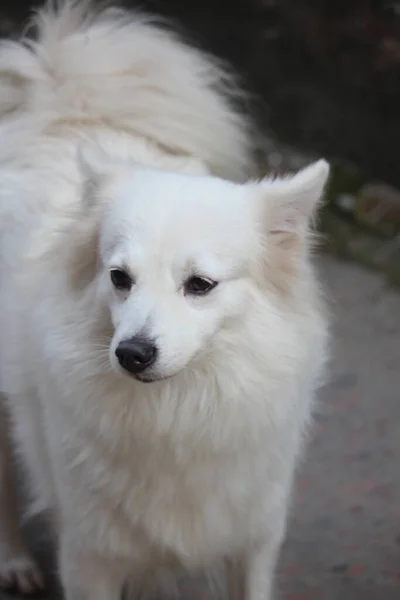 Güzel Beyaz Bir Köpeğin Portresi — Stok fotoğraf