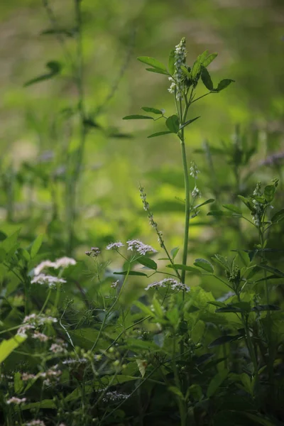 Belles Photos Petites Fleurs Arbre — Photo