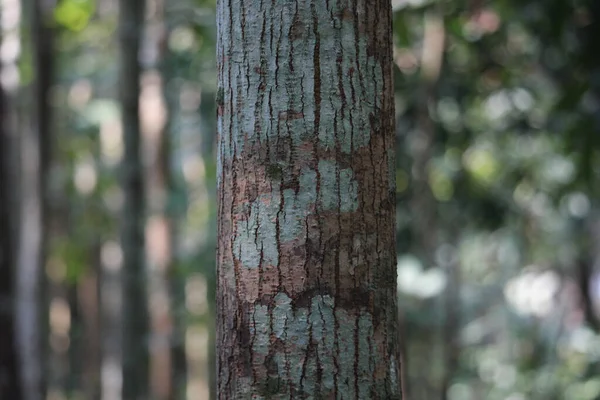 Retrato Árbol Caoba —  Fotos de Stock