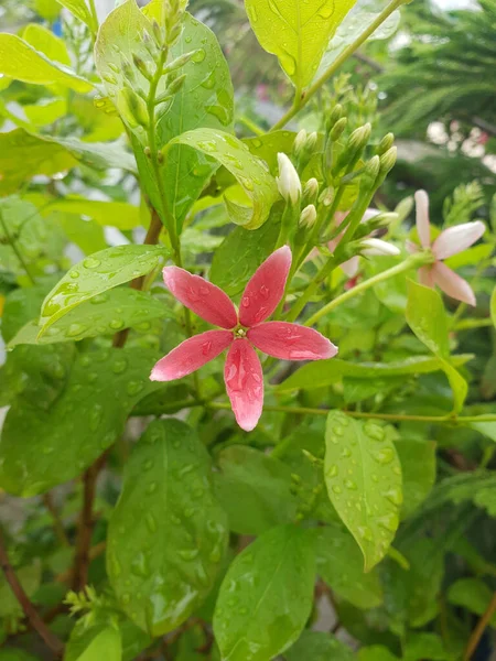 Даху Цвітуть Красиві Рожеві Квіти Квіткових Деревах — стокове фото