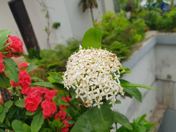 Schöne Weiße Blumen Blühen Auf Den Blumenbäumen Auf Dem Dach — Stockfoto