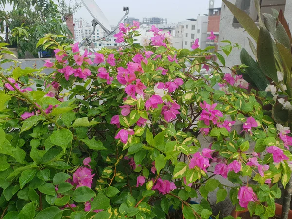 在屋顶上 美丽的粉色花朵在花树中绽放 — 图库照片