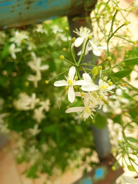 Piękne Białe Kwiaty Kwitną Drzewach Kwiatowych Dachu — Zdjęcie stockowe