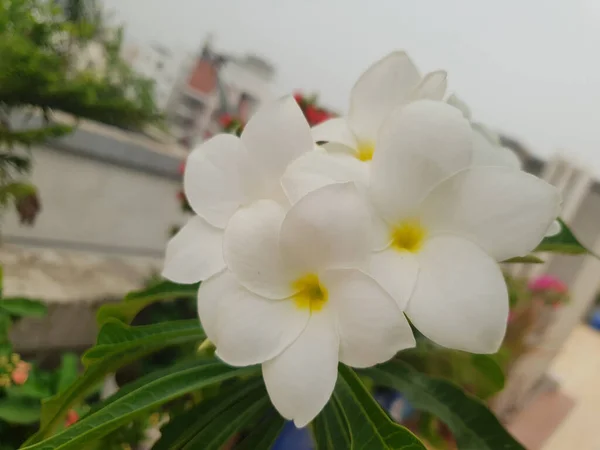 Çatıdaki Çiçek Ağaçlarında Güzel Beyaz Çiçekler Açıyor — Stok fotoğraf
