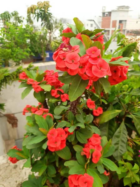 Het Dak Bloeien Prachtige Roze Bloemen Bloemenbomen — Stockfoto