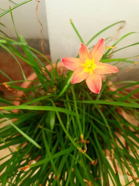 Çatıda Güzel Pembe Çiçekler Çiçek Ağaçlarında Açıyor — Stok fotoğraf