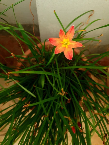 Techo Hermosas Flores Rosadas Están Floreciendo Los Árboles Flores —  Fotos de Stock