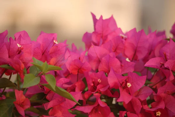 Auf Dem Dach Blühen Schöne Rosa Blumen Den Blumenbäumen — Stockfoto