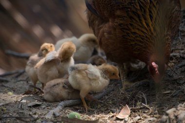 Beautiful portrait of cute baby chicks.