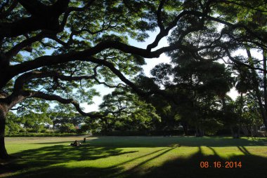 Parkta güneşli bir gün. Büyük bir ağacın altında..