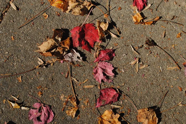 Gruppierung Von Mehreren Getrockneten Blättern Auf Dem Sandigen Boden — Stockfoto