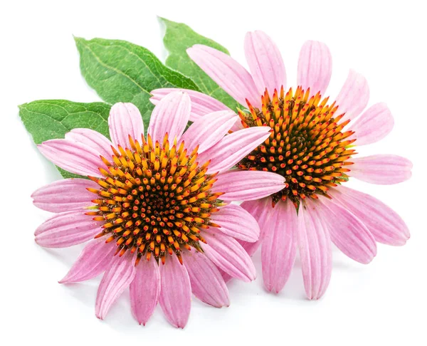 Çiçek açan kabuksuz başlıklar veya ekinezya çiçeği beyaz arka planda izole edilmiş yakın plan. 