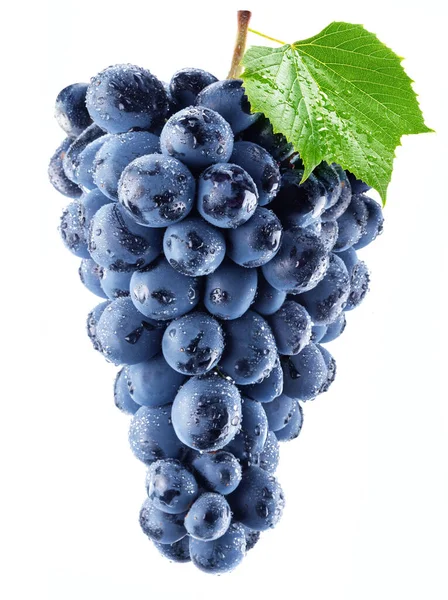 Mavi siyah masa üzümü. Beyaz arka planda yaprak ve su damlalarıyla yıkanmış üzüm demeti..