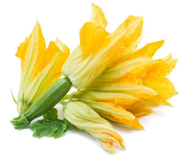 Courgette Fiori Zucchine Non Zucchine Bambino Adulto Pieno Con Fiore — Foto Stock