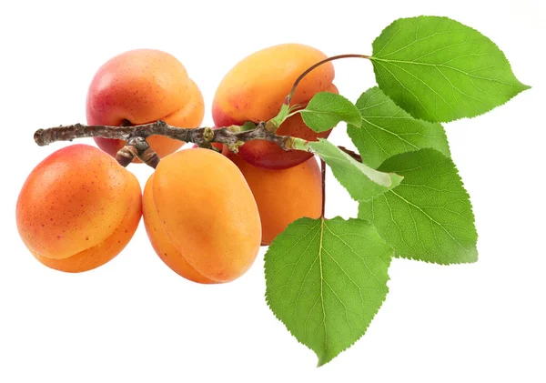 Ripe Apricots Branch Green Leaves Isolated White Background — стоковое фото