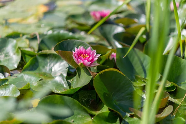Wunderschöner Rosa Lotus Blättern Über Wasser Warmer Sommertag Auf Dem — Stockfoto