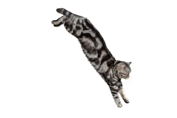 Cat isolated on transparent background. Jump moment in the air. Black Silver Marble — Stock Photo, Image