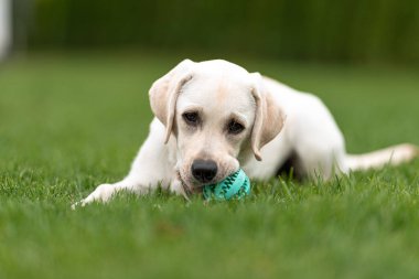 Labrador Retriever ve favori oyuncağı. Yavru köpek yeşil çimlere uzanıyor ve kameraya bakıyor.