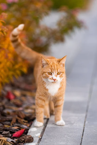 Gatinho de gengibre em busca de algo saboroso — Fotografia de Stock