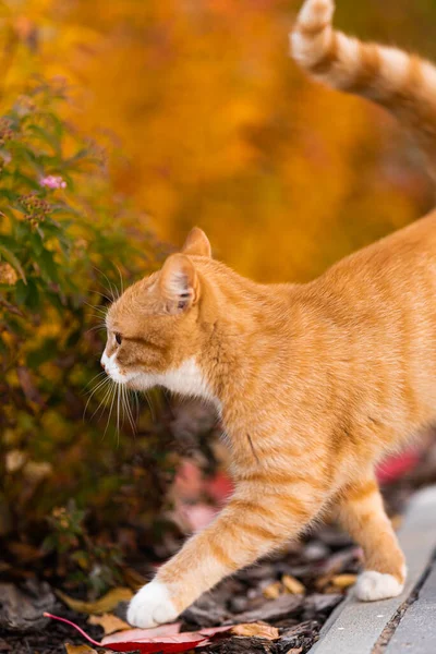 Rudy kotek w poszukiwaniu czegoś smacznego — Zdjęcie stockowe