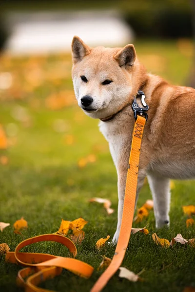 Mladý shiba-inu na procházce. Pes stojí na trávníku. — Stock fotografie