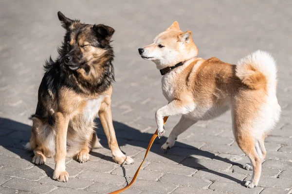 Shiba Inu estava andando sobre uma coleira na rua e conheceu um cão familiar — Fotografia de Stock