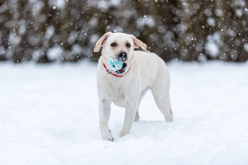 a labrador retriever puppy is walking through the snow, carrying a ball in his teeth. Snowing. one front paw is raised.