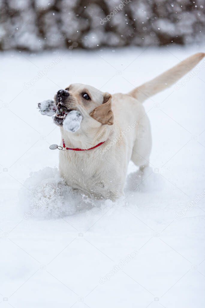 Labrador puppy frolics in freshly fallen snow. photo during braking. Snow from paws scatters in different directions.