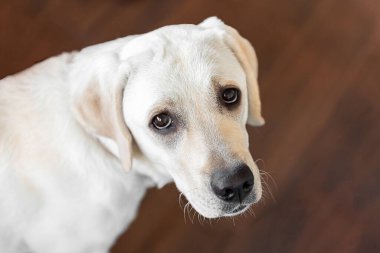 Bir labrador kafası ve dilenci görünüşü. Ebediyen aç bir hayvan