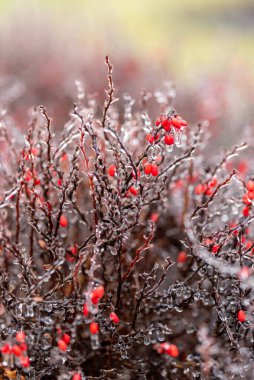  Yakın plan fotoğraf. Böğürtlen dallarında buz. kırmızı böğürtlen