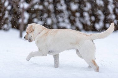 Labrador köpeği dişlerinde bir şey taşıyarak karda yürüyor. Kar yağıyor. Bir ön bacak yukarı.
