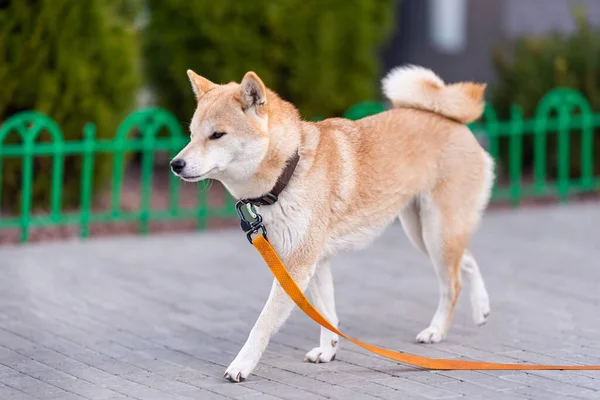 Jovem shiba-inu em uma caminhada. cão em movimento — Fotografia de Stock