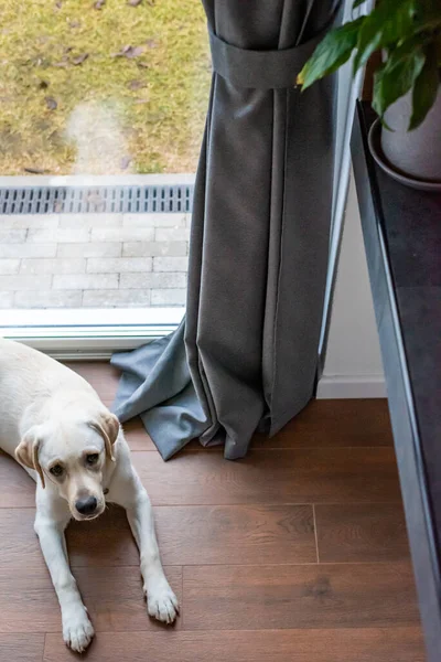 Labrador se encuentra en silencio en el suelo cerca de la ventana — Foto de Stock